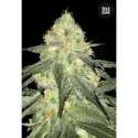 10 UND FEM - AUTO SOUR DIESEL * BULK SEED 10 UND FEM