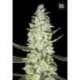 10 UND FEM - AUTO SPECIAL SKUNK * BULK SEED 10 UND FEM