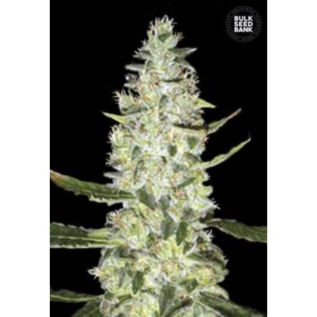 10 UND FEM - AUTO SPECIAL SKUNK * BULK SEED 10 UND FEM