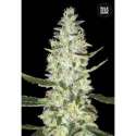 10 UND FEM - AUTO SPECIAL SKUNK * BULK SEED 10 UND FEM