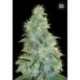10 UND FEM - AUTO SWEET TOOTH * BULK SEED 10 UND FEM