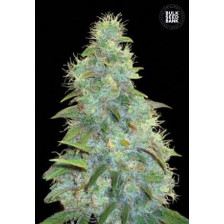 10 UND FEM - AUTO SWEET TOOTH * BULK SEED 10 UND FEM