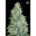 10 UND FEM - AUTO SWEET TOOTH * BULK SEED 10 UND FEM