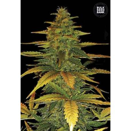 10 UND FEM - AUTO WILD DWARF * BULK SEED 10 UND FEM