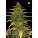 10 UND FEM - AUTO WILD DWARF * BULK SEED 10 UND FEM