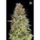 10 UND FEM - AUTO WHITE PRUSSIAN * BULK SEED 10 UND FEM