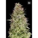 10 UND FEM - AUTO WHITE PRUSSIAN * BULK SEED 10 UND FEM