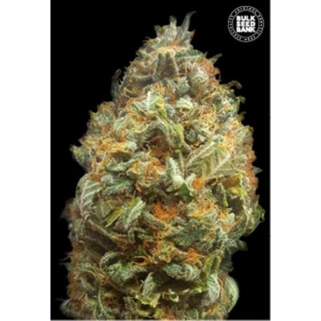 10 UND FEM - AUTO ORIGINAL ORANGE BUD * BULK SEED 10 UND FEM