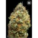 10 UND FEM - AUTO ORIGINAL ORANGE BUD * BULK SEED 10 UND FEM