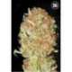 10 UND FEM - AUTO PSYCHEDELIC * BULK SEED 10 UND FEM