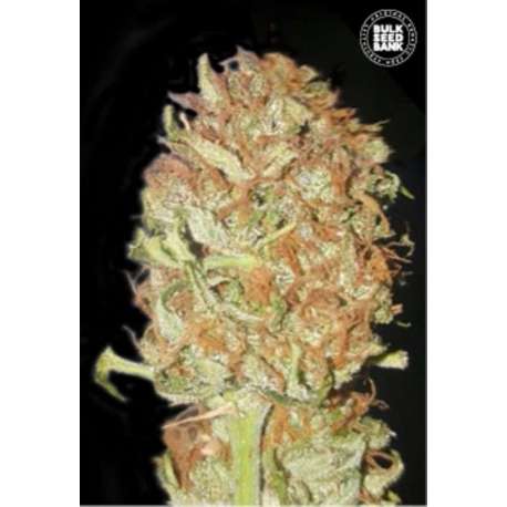 10 UND FEM - AUTO PSYCHEDELIC * BULK SEED 10 UND FEM