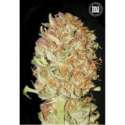 10 UND FEM - AUTO PSYCHEDELIC * BULK SEED 10 UND FEM
