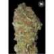 10 UND FEM - GREEN CANDY * BULK SEED 10 UND FEM