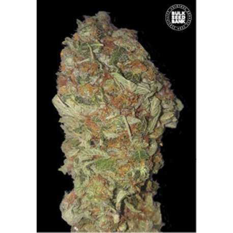 10 UND FEM - GREEN CANDY * BULK SEED 10 UND FEM