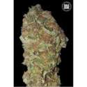10 UND FEM - GREEN CANDY * BULK SEED 10 UND FEM