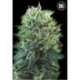 10 UND FEM - GREEN SCOUT COOKIES * BULK SEED 10 UND FEM