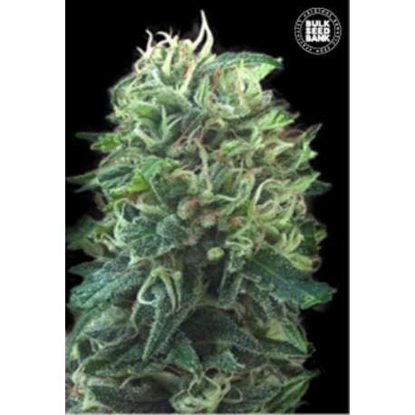 10 UND FEM - GREEN SCOUT COOKIES * BULK SEED 10 UND FEM