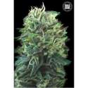 10 UND FEM - GREEN SCOUT COOKIES * BULK SEED 10 UND FEM