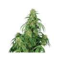 10 UND FEM - AUTO CALAMITY JANE (BLISTER) * BUDDHA SEEDS 10 UND FEMINIZADAS