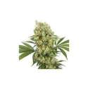 10 UND FEM - MEDIKIT CBD (BLISTER) * BUDDHA SEEDS 10 UND FEMINIZADAS