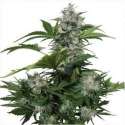 10 UND FEM -WHITE DWARF AUTO (BLISTER) * BUDDHA SEEDS