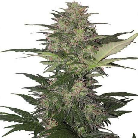 10 UND FEM - RED DWARF AUTO (BLISTER) * BUDDHA SEEDS