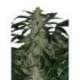 10 UND FEM -DEIMOS AUTO (BLISTER) * BUDDHA SEEDS