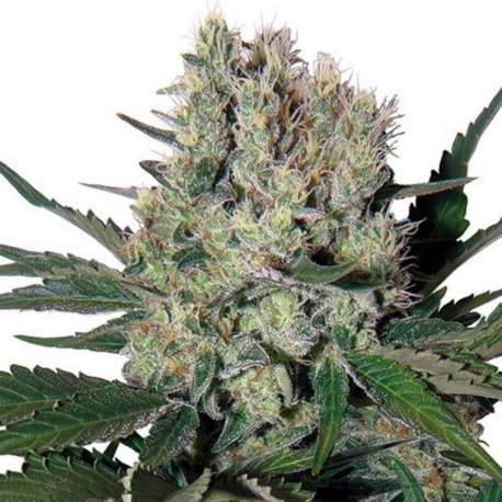 10 UND FEM - SYRUP AUTO (BLISTER) * BUDDHA SEEDS