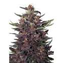 10 UND FEM - BUDDHA PURPLE KUSH AUTO (BLISTER) * BUDDHA SEEDS