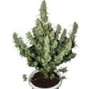 10 UND FEM - MAGNUM AUTO (BLISTER) * BUDDHA SEEDS