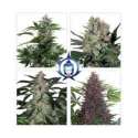 10 UND FEM - ASSORTED AUTO (BLISTER) * BUDDHA SEEDS