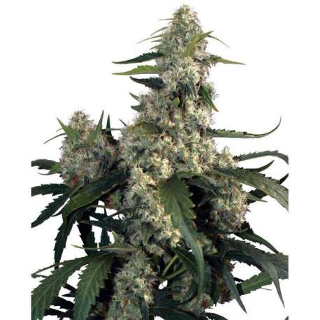 10 UND FEM - QUASAR (BLISTER) * BUDDHA SEEDS 10 UND FEMINIZADAS