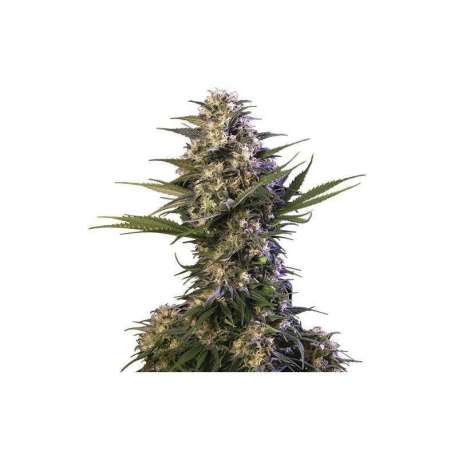 10 UND FEM - KRAKEN (BLISTER) * BUDDHA SEEDS 10 UND FEMINIZADAS