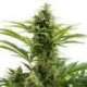 10 UND FEM - VESTA AUTO (BLISTER) * BUDDHA SEEDS