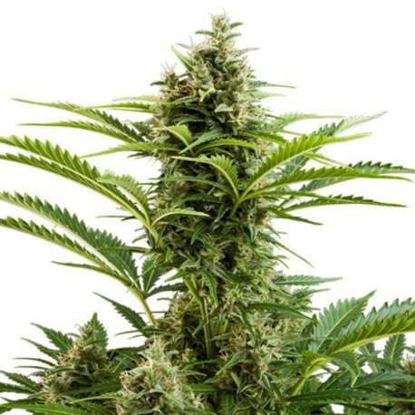 10 UND FEM - VESTA AUTO (BLISTER) * BUDDHA SEEDS