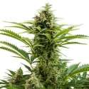 10 UND FEM - VESTA AUTO (BLISTER) * BUDDHA SEEDS