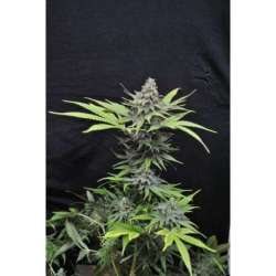 5 UND FEM - CRITICAL MASS * CBD CREW SEEDS 5 UND FEMINIZADAS