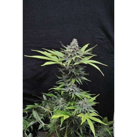 5 UND FEM - CRITICAL MASS * CBD CREW SEEDS 5 UND FEMINIZADAS
