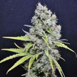 5 UND FEM - SKUNK HAZE * CBD CREW SEEDS 5 UND FEMINIZADAS