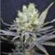 5 UND FEM - NORDLE * CBD CREW SEEDS 5 UND FEMINIZADAS