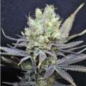 5 UND FEM - NORDLE * CBD CREW SEEDS 5 UND FEMINIZADAS