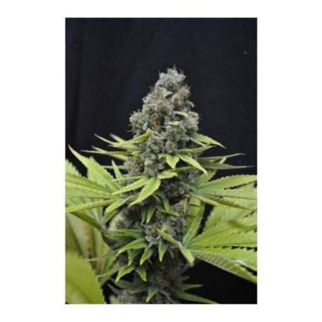 5 UND FEM - SHARK SHOCK * CBD CREW SEEDS 5 UND FEMINIZADAS