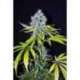 5 UND FEM - YUMMY * CBD CREW SEEDS 5 UND FEMINIZADAS