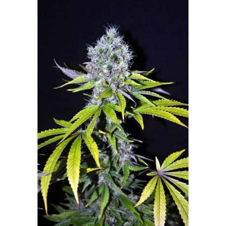 5 UND FEM - YUMMY * CBD CREW SEEDS 5 UND FEMINIZADAS