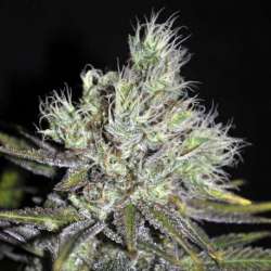 5 UND FEM - MEDI HAZE * CBD CREW SEEDS 5 UND FEMINIZADAS