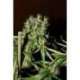 5 UND FEM - MANGO HAZE * CBD CREW SEEDS 5 UND FEMINIZADAS