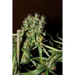 5 UND FEM - MANGO HAZE * CBD CREW SEEDS 5 UND FEMINIZADAS