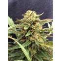 5 UND FEM - THERAPY * CBD CREW SEEDS 5 UND FEMINIZADAS