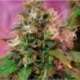 5 UND FEM - OG KUSH * CBD CREW SEEDS 5 UND FEMINIZADAS