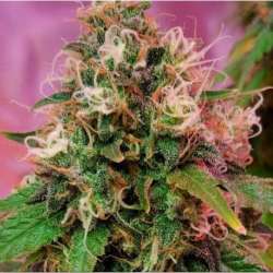 5 UND FEM - OG KUSH * CBD CREW SEEDS 5 UND FEMINIZADAS